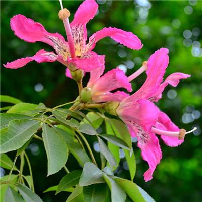 球探下载手机版